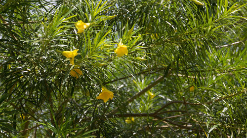 Low angle view of fruits on tree