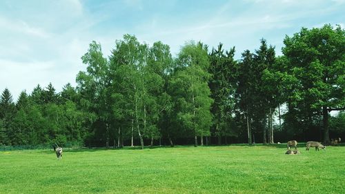 Trees on grassy field