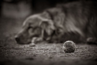 Close-up of dog lying on floor