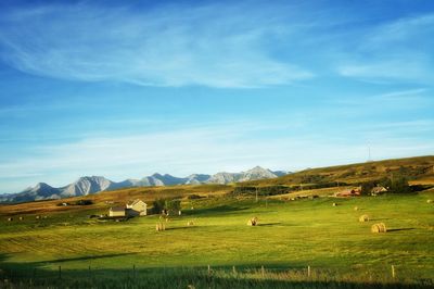 Flock of sheep grazing on field against sky