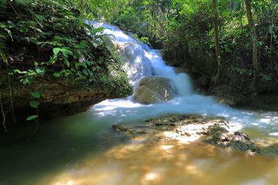 Scenic view of waterfall in forest