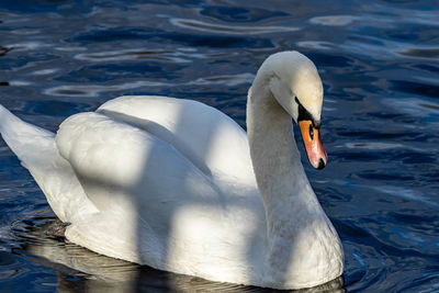 Swan floating on lake