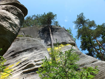 Low angle view of trees on cliff against sky