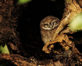 Close-up of a squirrel on tree trunk