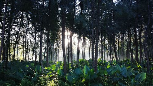 Trees in forest against sky
