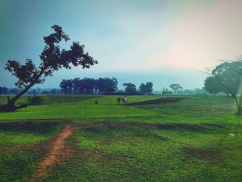 Trees on field against sky