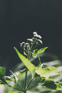 Close-up of fresh green plant