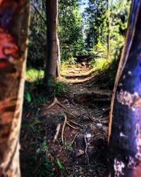 Close-up of tree trunk in forest