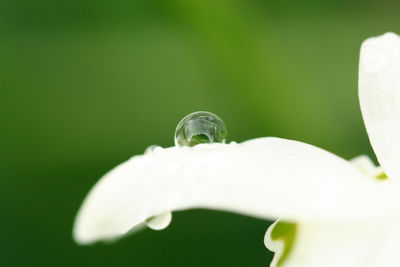 Close-up of water drops on white flowering plant