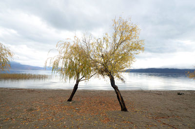 Trees on lakeshore