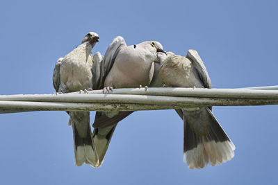 Turtledove to feed its puppies