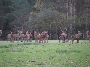 Horse grazing on grassy field