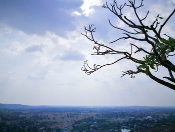 View of tree in city against cloudy sky