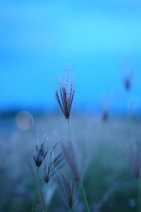 Close-up of flower against sky