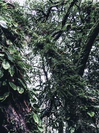 Low angle view of trees in forest