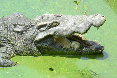 Close up of crocodile in green water