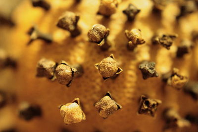 Full frame shot of cloves on orange fruit