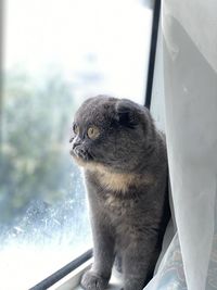 Close-up of a cat looking away