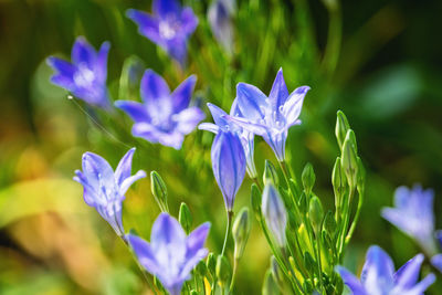 Close-up of purple flowering plants