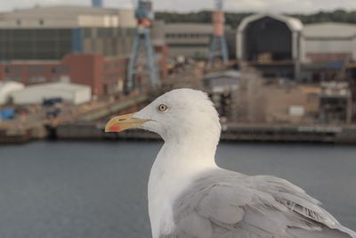 Close-up of seagull perching outdoors
