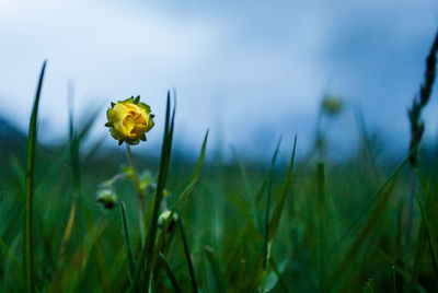 Close-up of flowers blooming in field