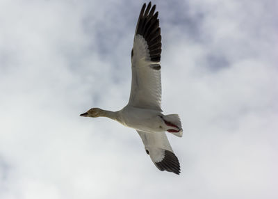 Low angle view of seagull flying