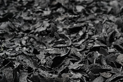 Close-up of dried leaves on field