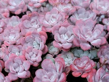 Full frame shot of purple flowers