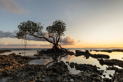 Solitary mnagrove tree at the rocky coast of andaman islands at low tide and sunset