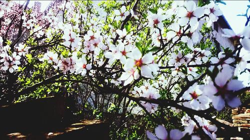 Low angle view of flower tree against sky