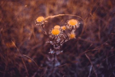 Close-up of yellow flower growing outdoors