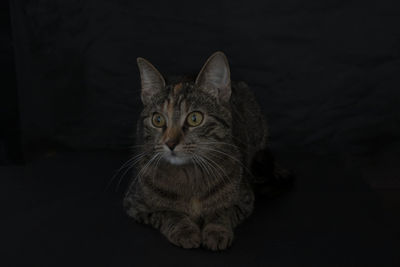 Portrait of tabby cat against black background