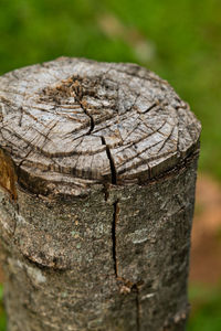 Close-up of tree trunk