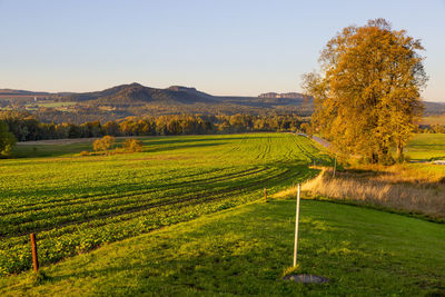 Scenic view of agricultural field against sky