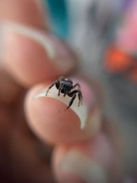 Close-up of insect on hand