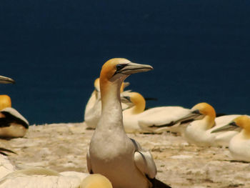 Close-up of birds in water