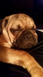 Close-up of a dog sleeping
