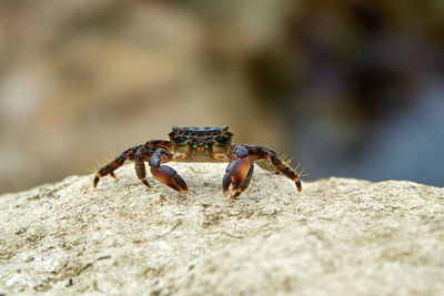Marbled rock crab or runner crab pachygrapsus marmoratus fabricius