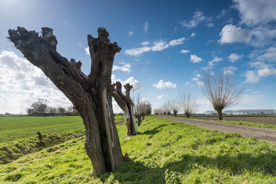 Trees on field against sky