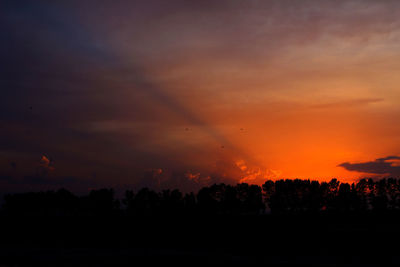 Silhouette of trees at sunset