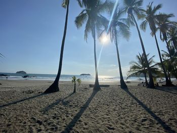 Palm trees on beach against sky