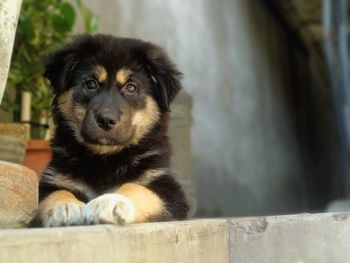 Portrait of dog sitting outdoors