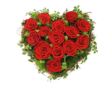 Close-up of red roses against white background