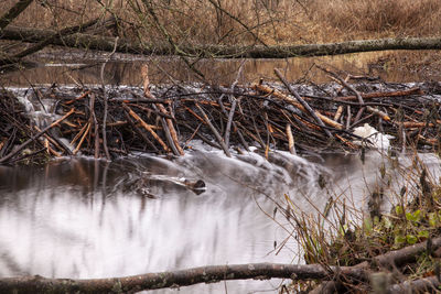 Sunlight falling on bare trees by river