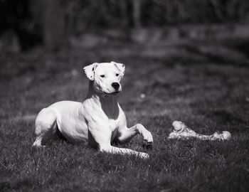 Dog relaxing on grassland