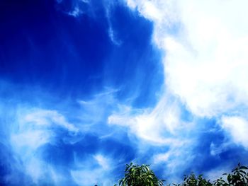 Low angle view of trees against blue sky