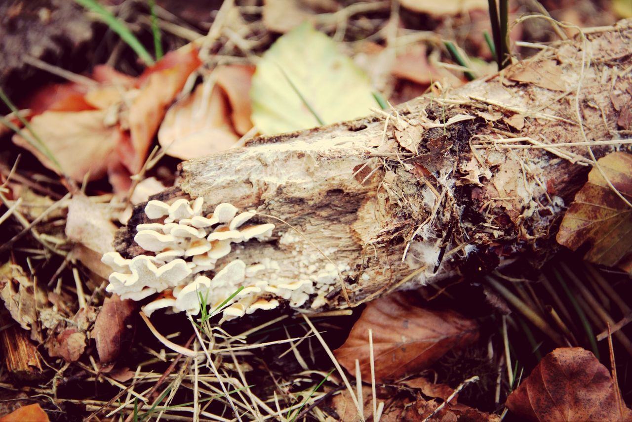 dry, leaf, close-up, nature, autumn, field, fallen, focus on foreground, fragility, ground, forest, change, selective focus, twig, growth, high angle view, brown, fungus, day, aging process