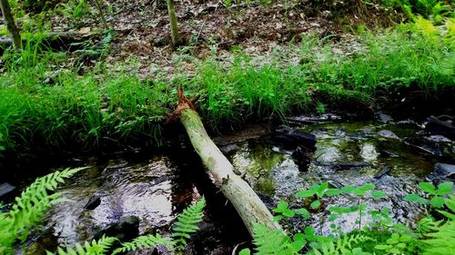 Close-up of moss growing on tree in forest