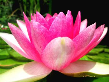 Close-up of pink flower blooming outdoors