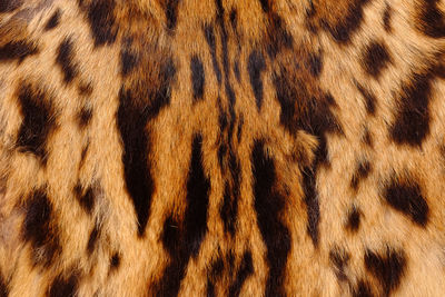 Full frame shot of leopard skin